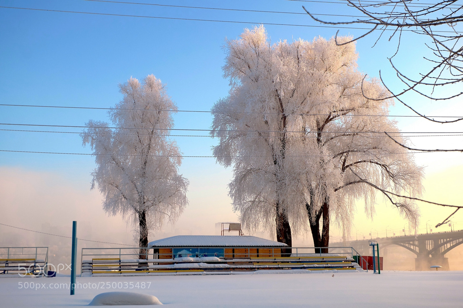 Fujifilm X-M1 sample photo. Trees in the morning photography