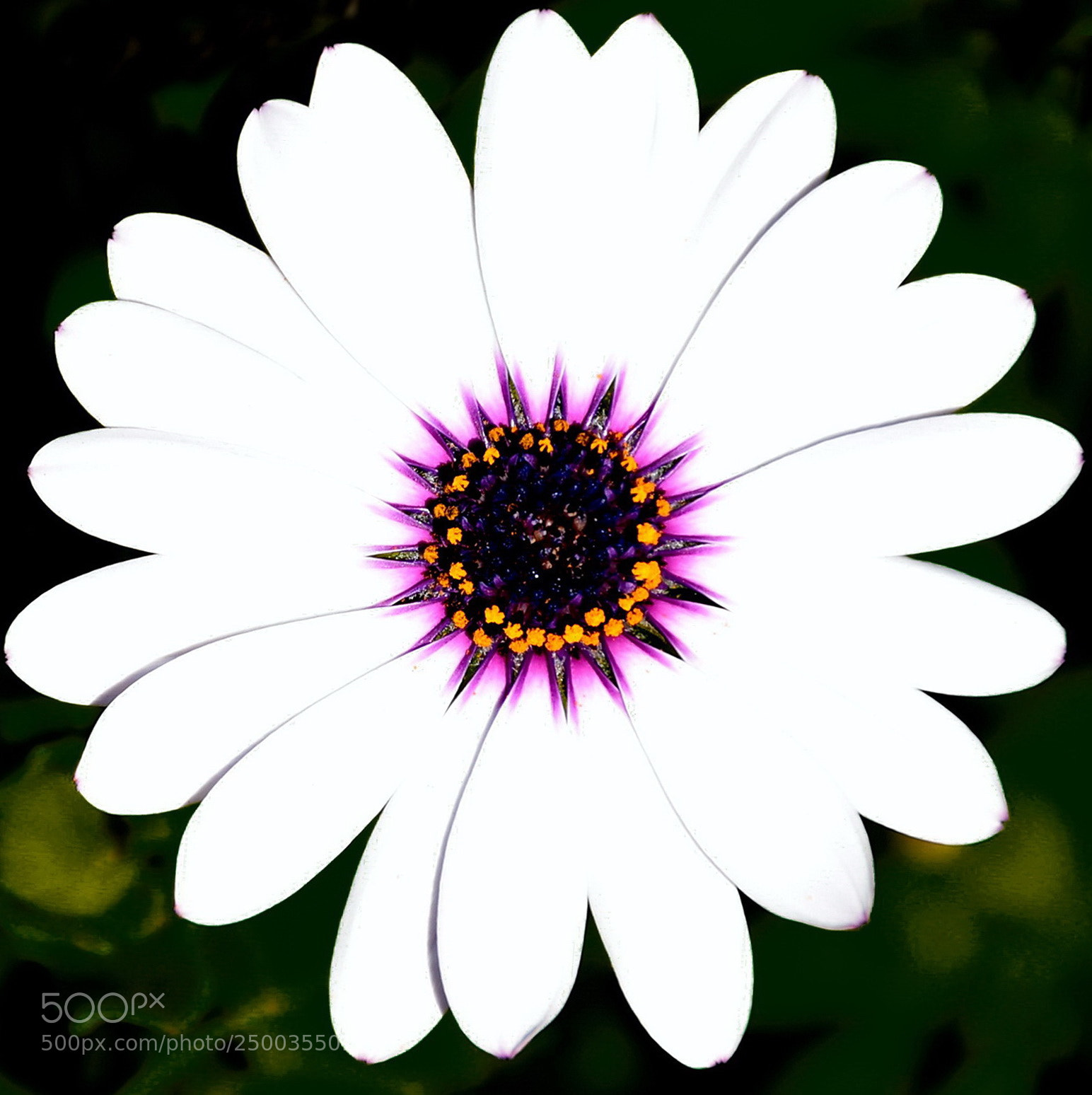 Nikon D7200 sample photo. A white and purple photography
