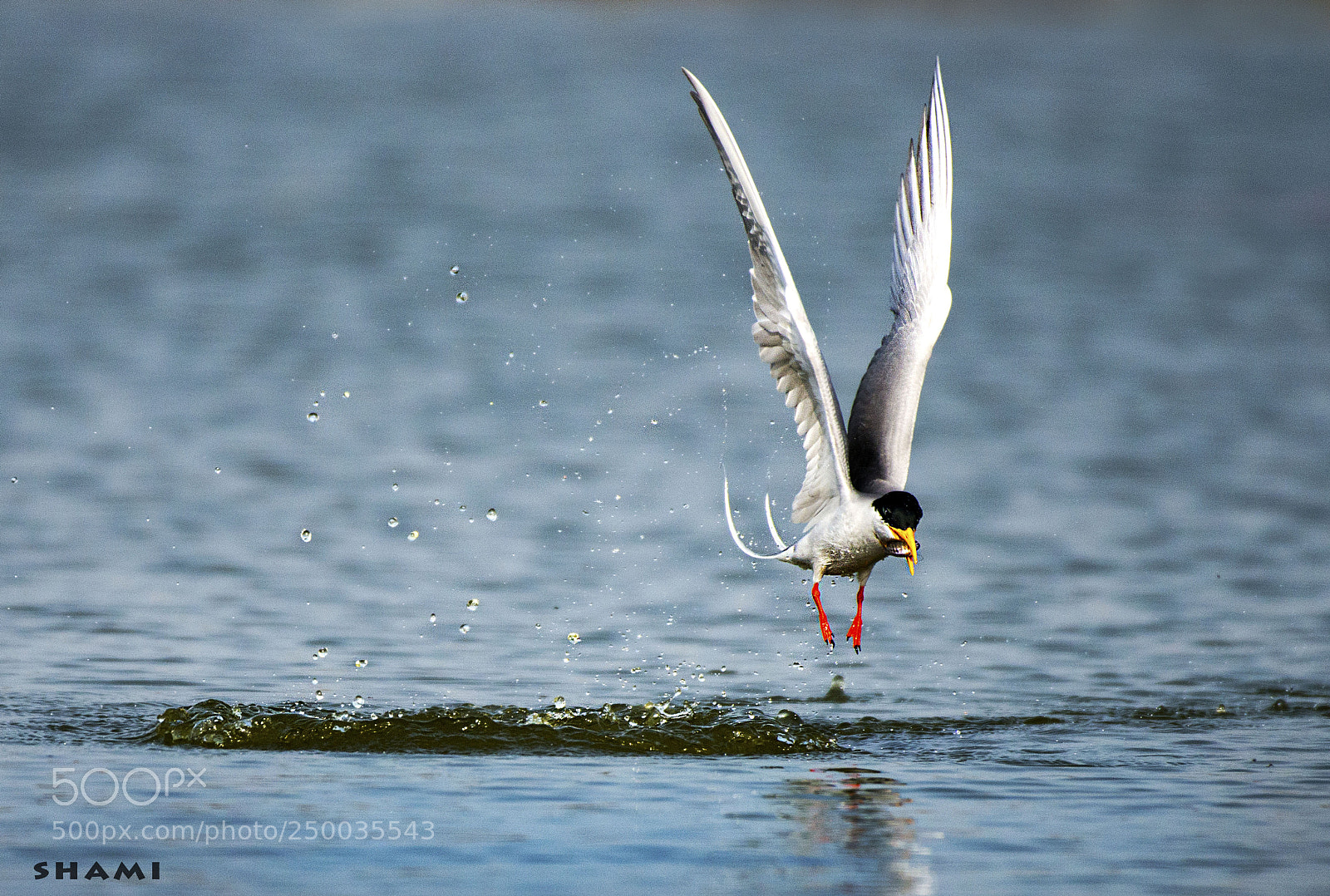Nikon D800E sample photo. Victory photography