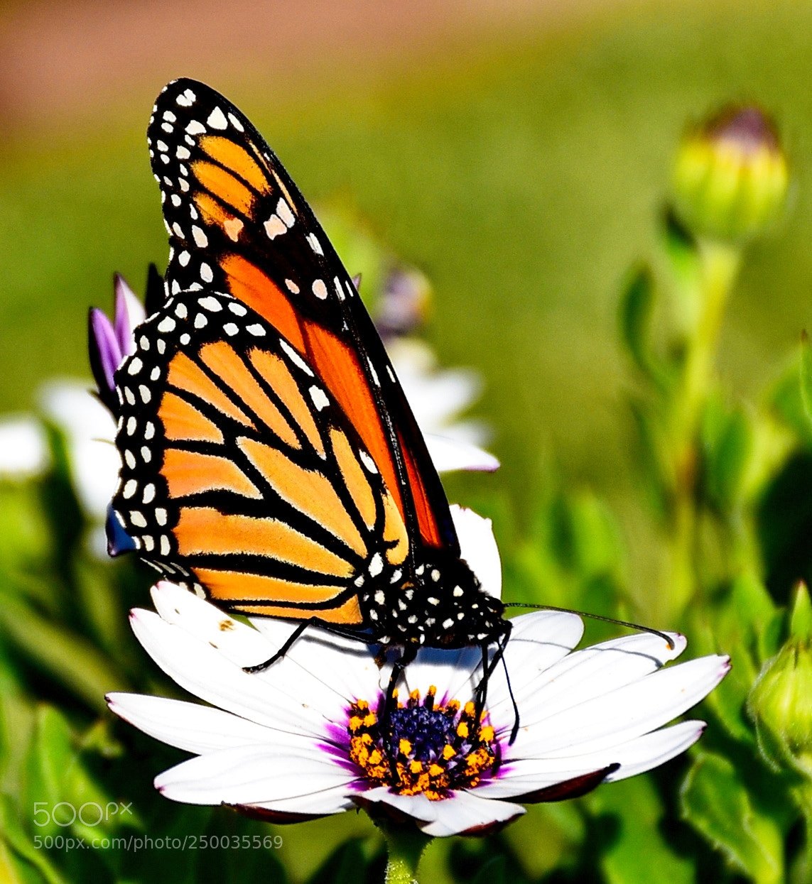 Nikon D7200 sample photo. A butterfly enjoying a photography