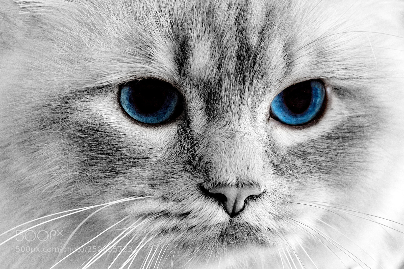 Nikon D5 sample photo. Blue eyes photography