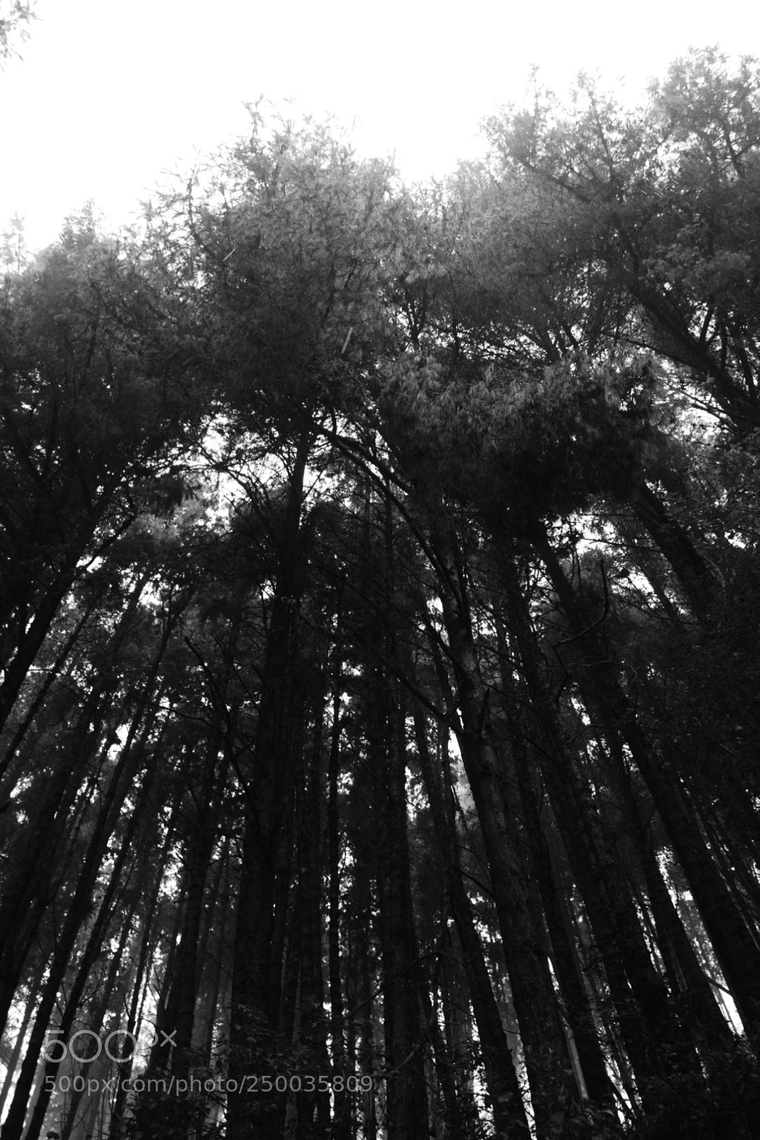 Nikon D3300 sample photo. Bosque photography