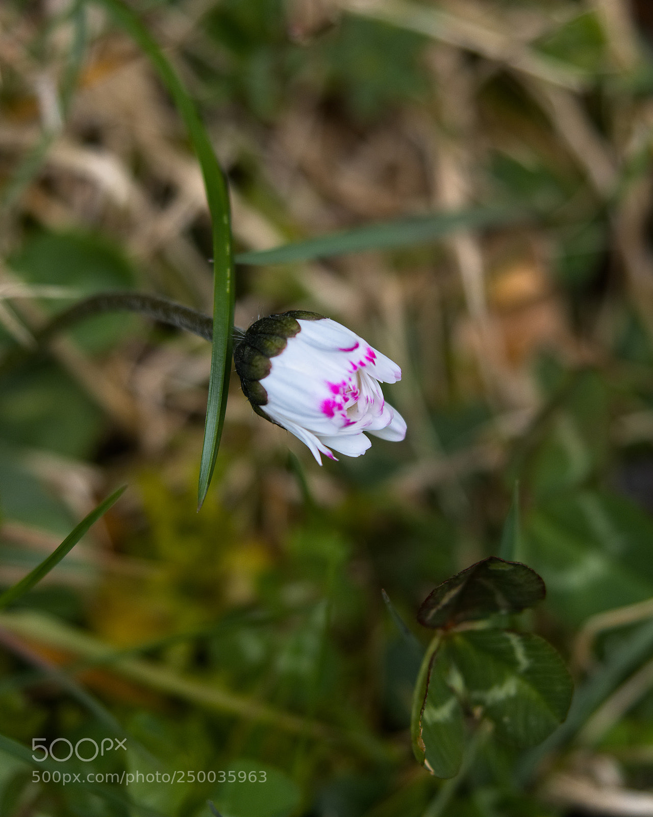 Panasonic Lumix DC-GH5 sample photo. *** photography