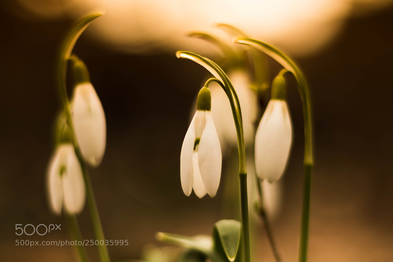 Canon EOS 70D sample photo. Spring photography