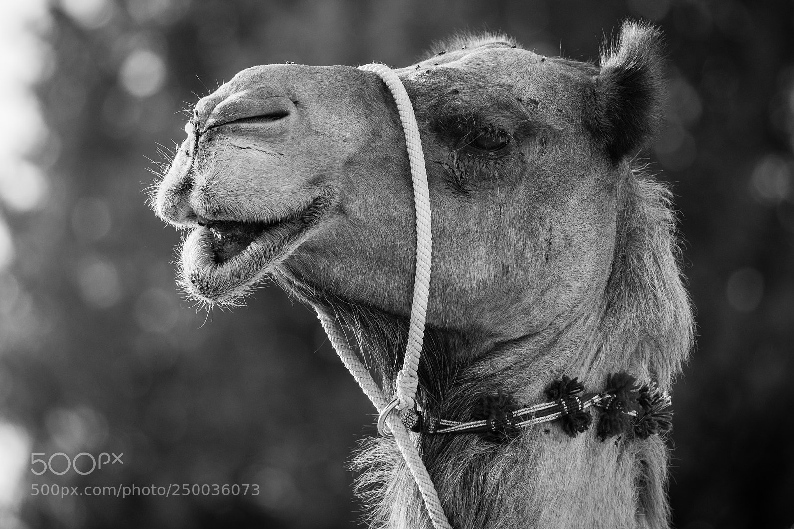 Fujifilm X-T2 sample photo. Camel photography
