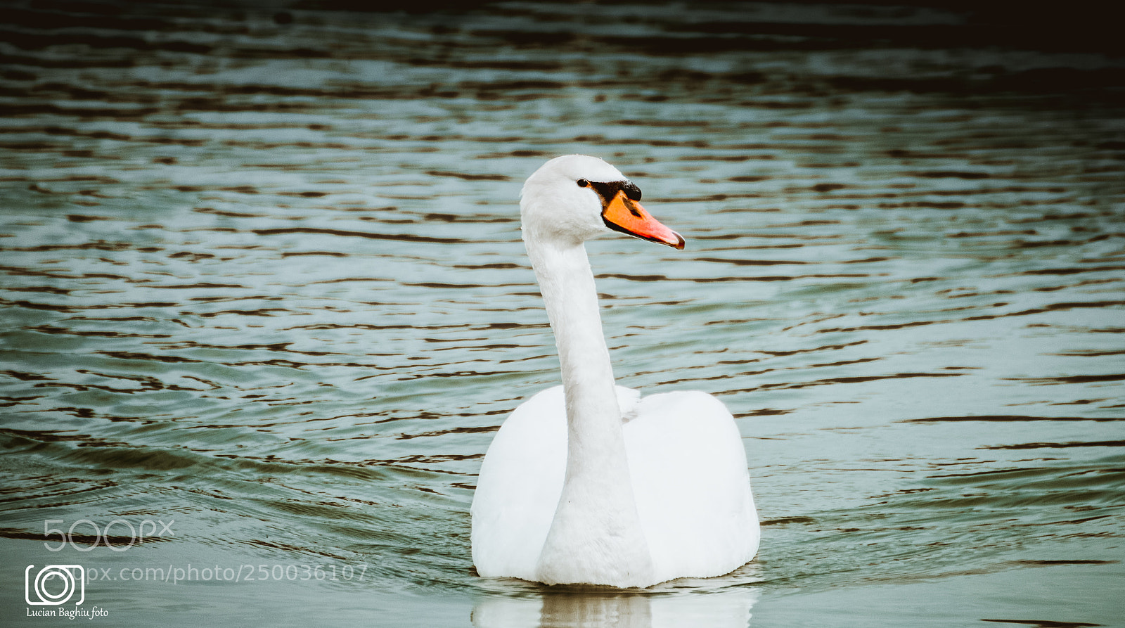 Nikon D7200 sample photo. White swan photography