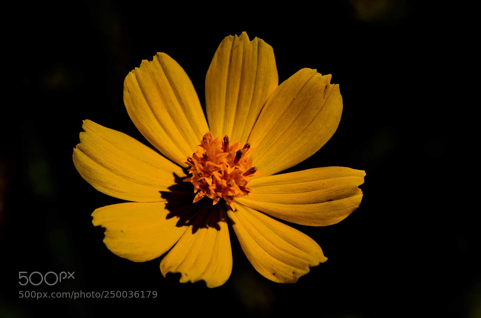 Nikon D7000 sample photo. Wild flower photography