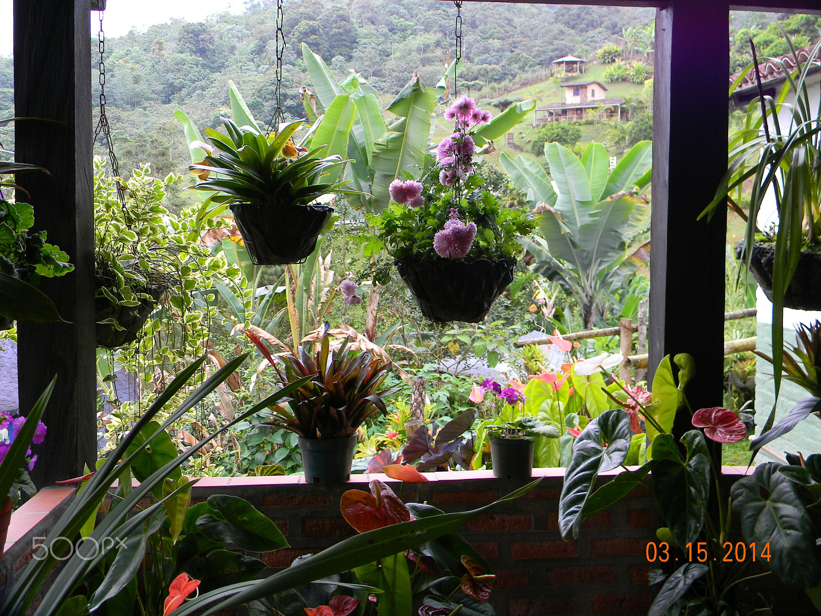 Nikon Coolpix L110 sample photo. Tropical plants at a cali finca photography
