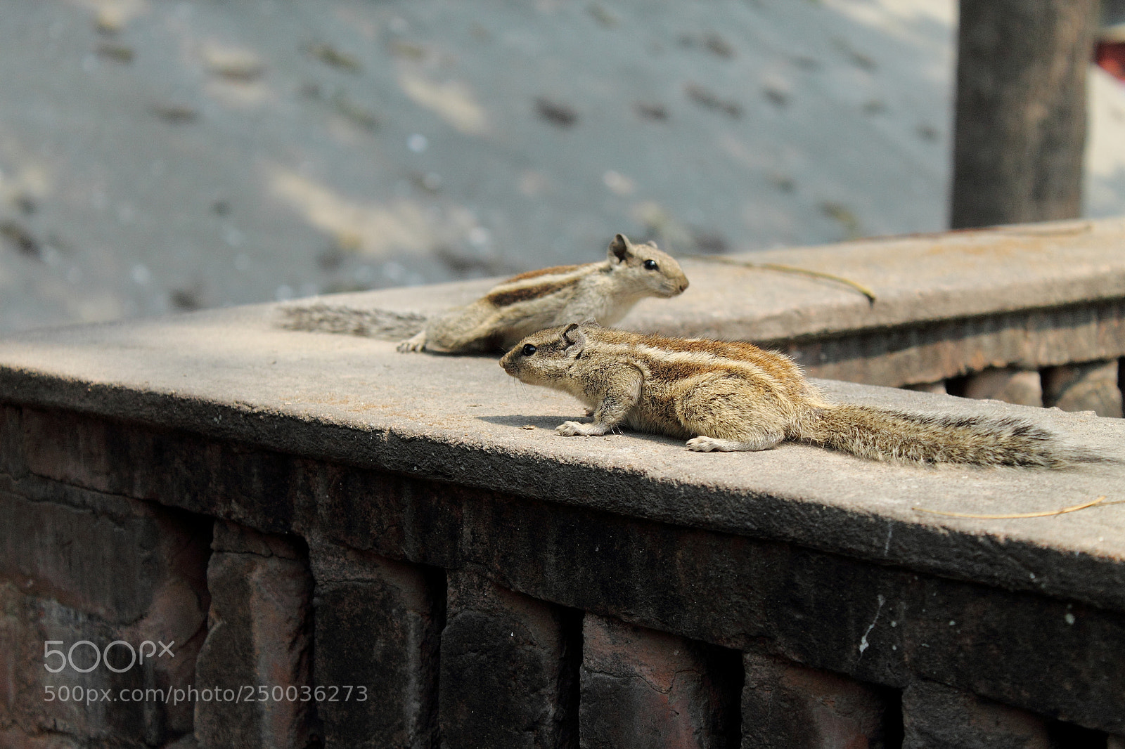 Canon EOS 1100D (EOS Rebel T3 / EOS Kiss X50) sample photo. Wildlife in urban area photography