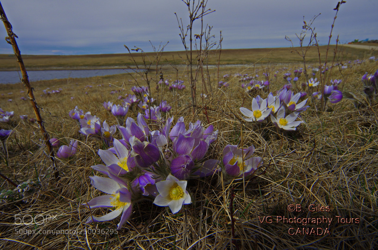 Pentax K-5 IIs sample photo. Spring!!!! photography