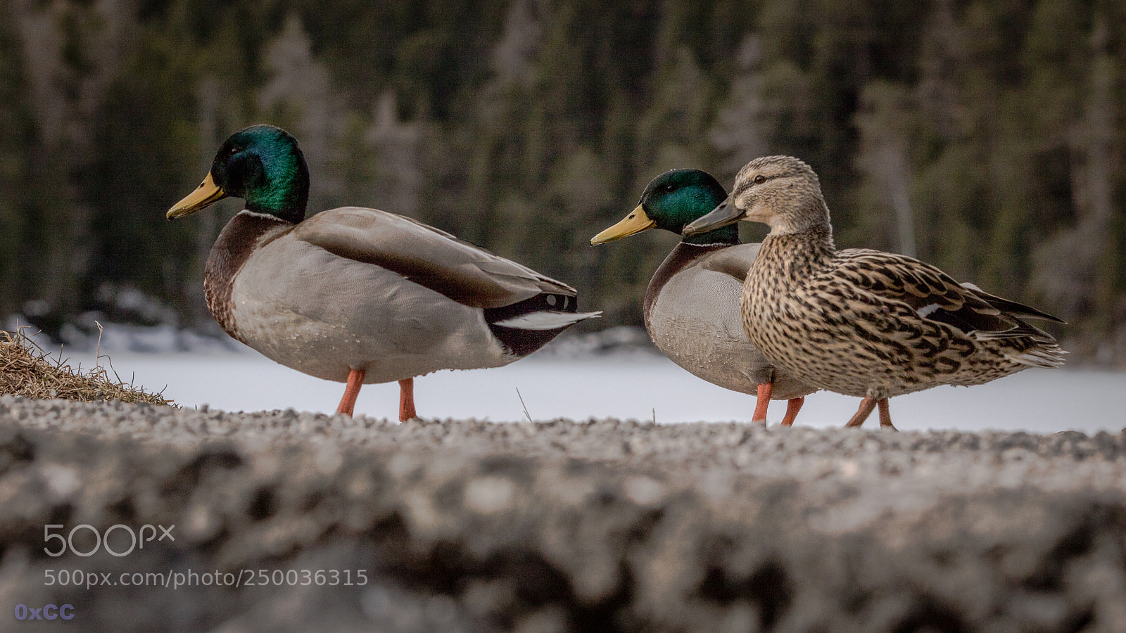 Canon EOS 7D Mark II sample photo. Duck gang photography