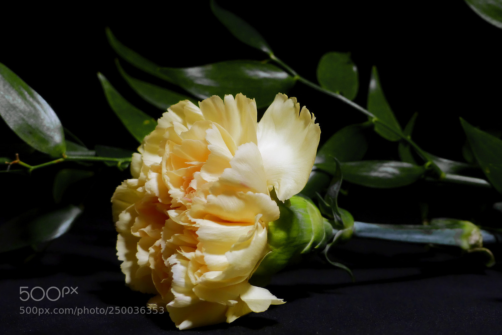 Panasonic Lumix DMC-FZ200 sample photo. Gozdzik nowy photography