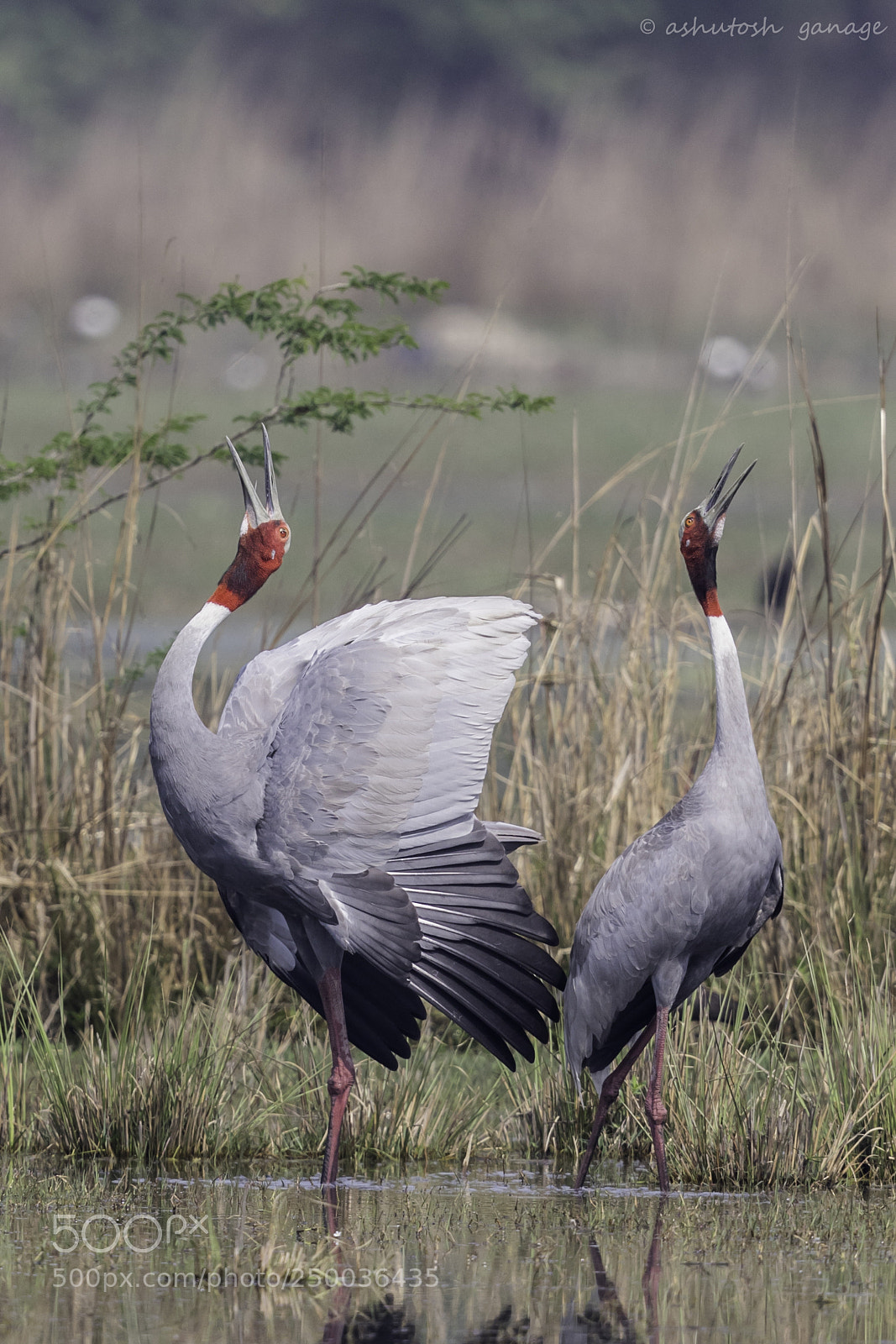Canon EOS 7D Mark II sample photo. Sarus crane photography