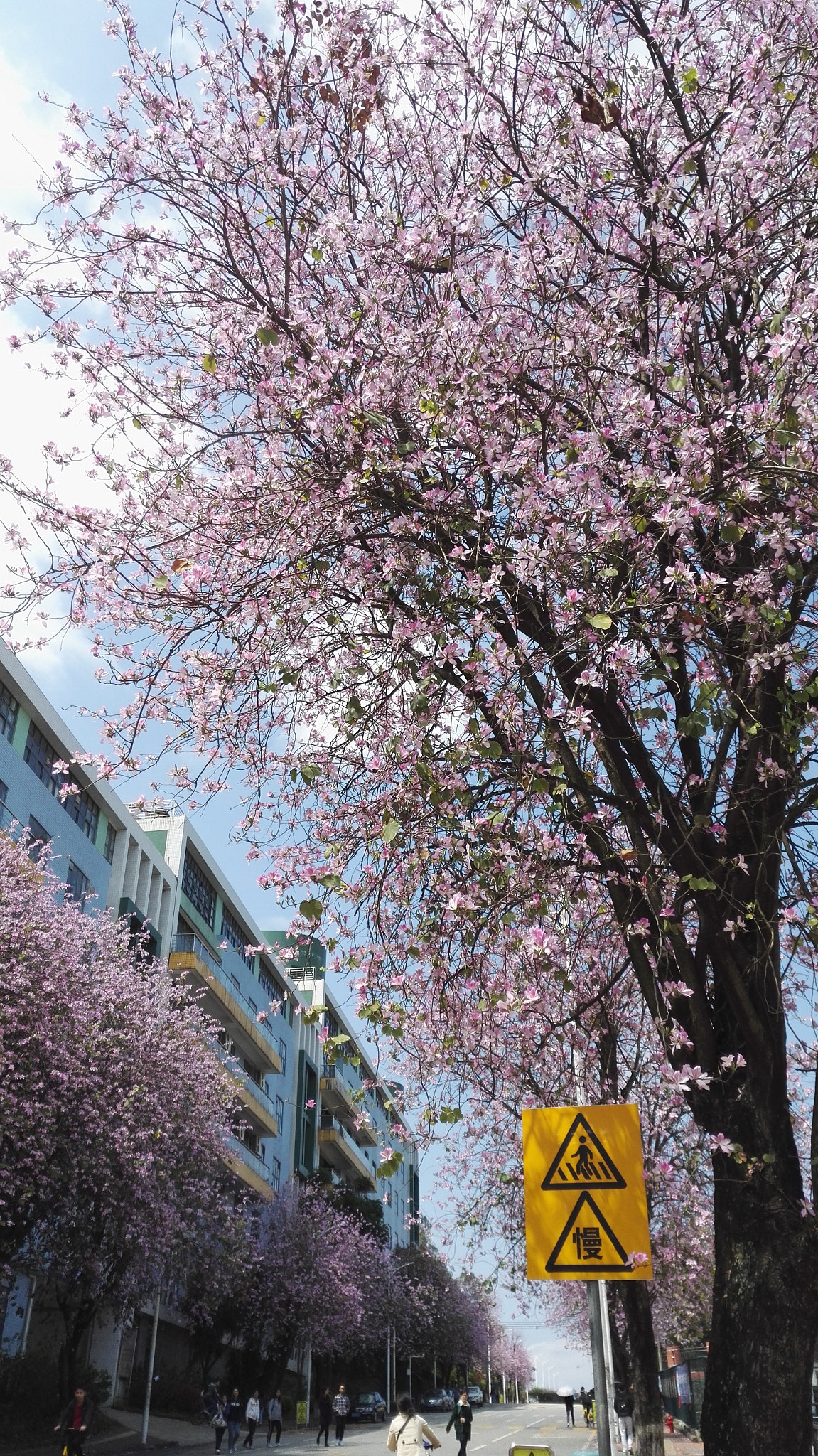HUAWEI Honor 7 sample photo. Blossom tree photography