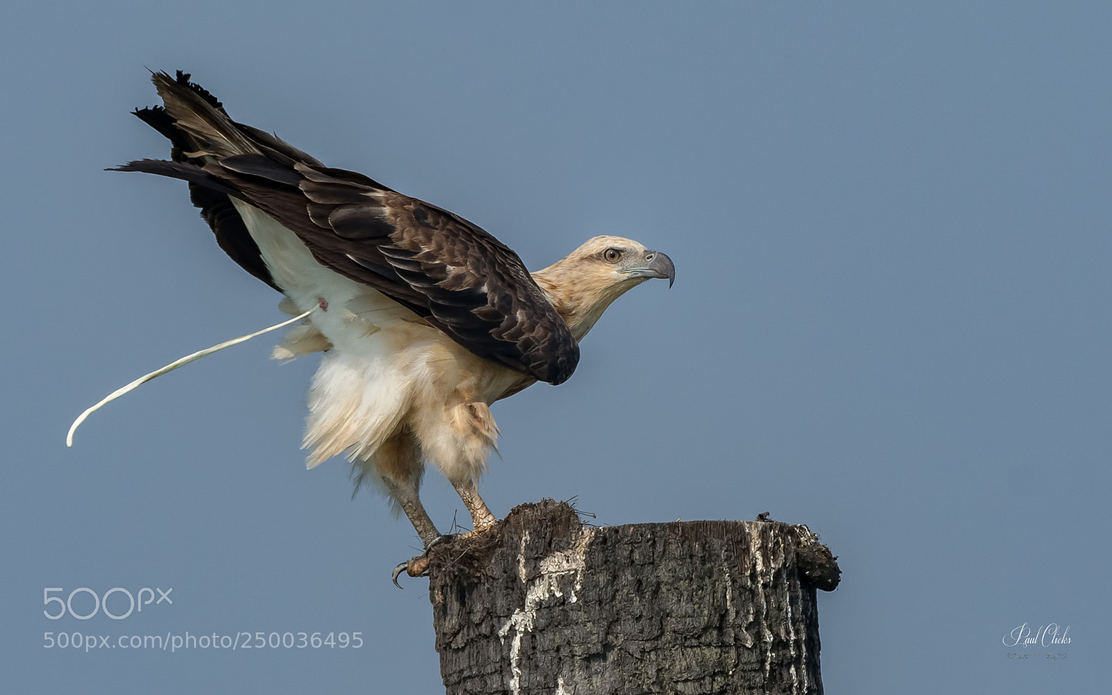 Nikon D500 sample photo. White bellied sea eagle photography