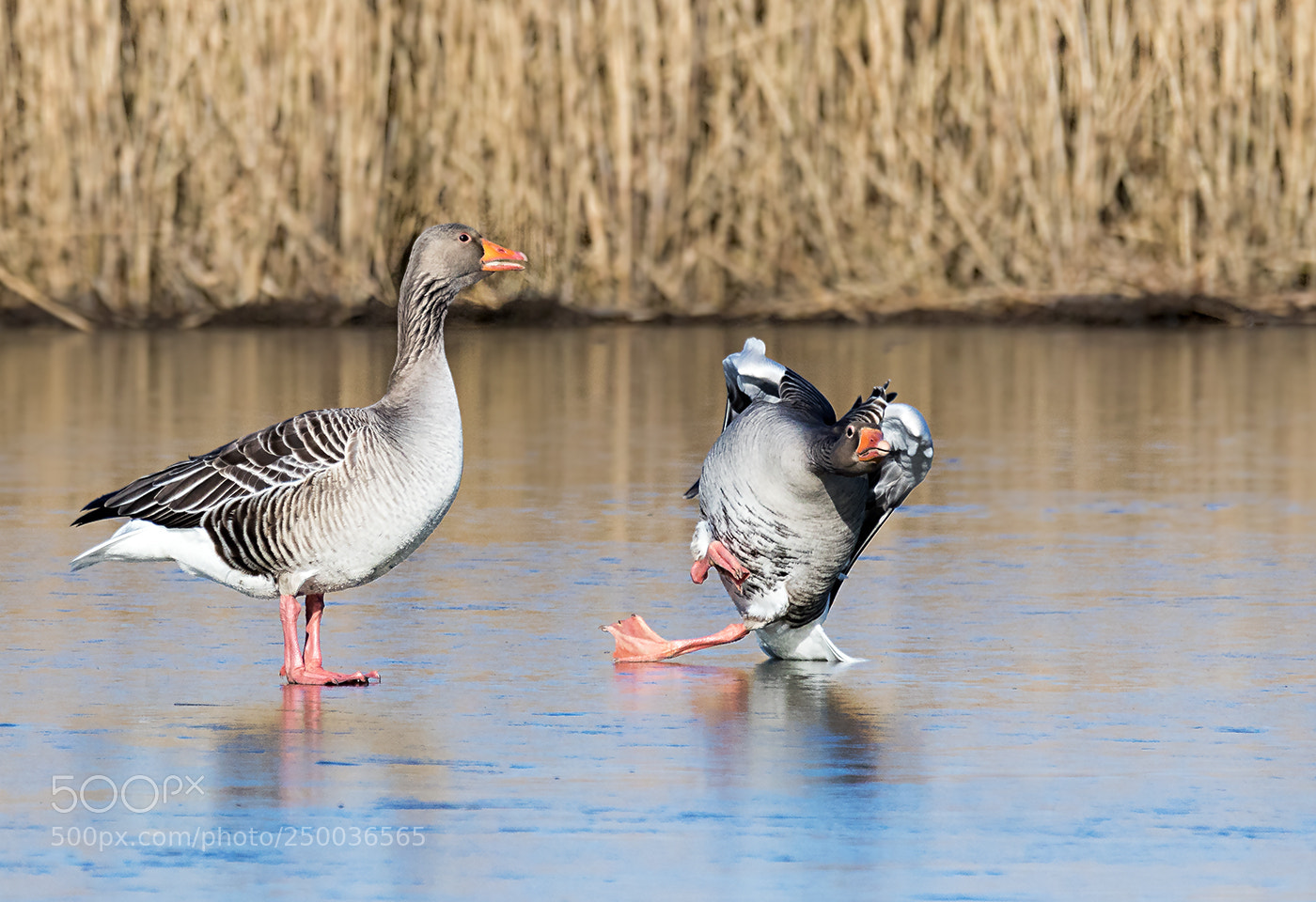 Canon EOS 7D Mark II sample photo. Black ice photography