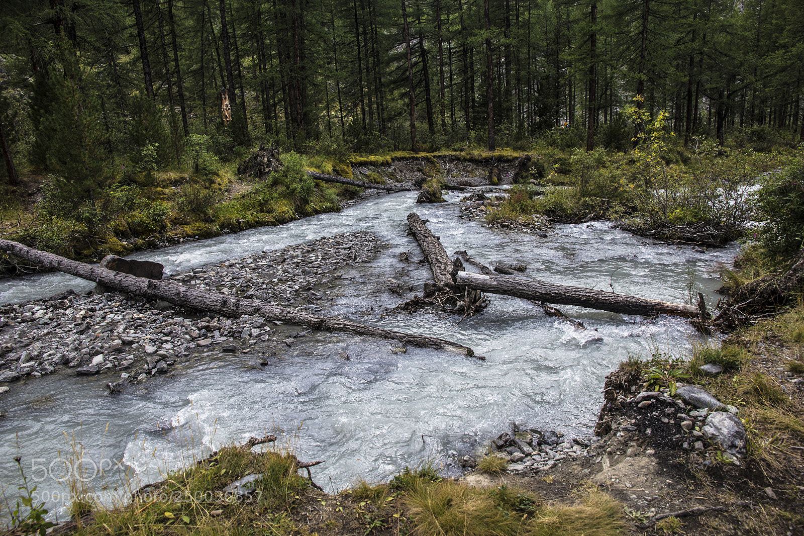 Canon EOS 60D sample photo. Altai forest photography