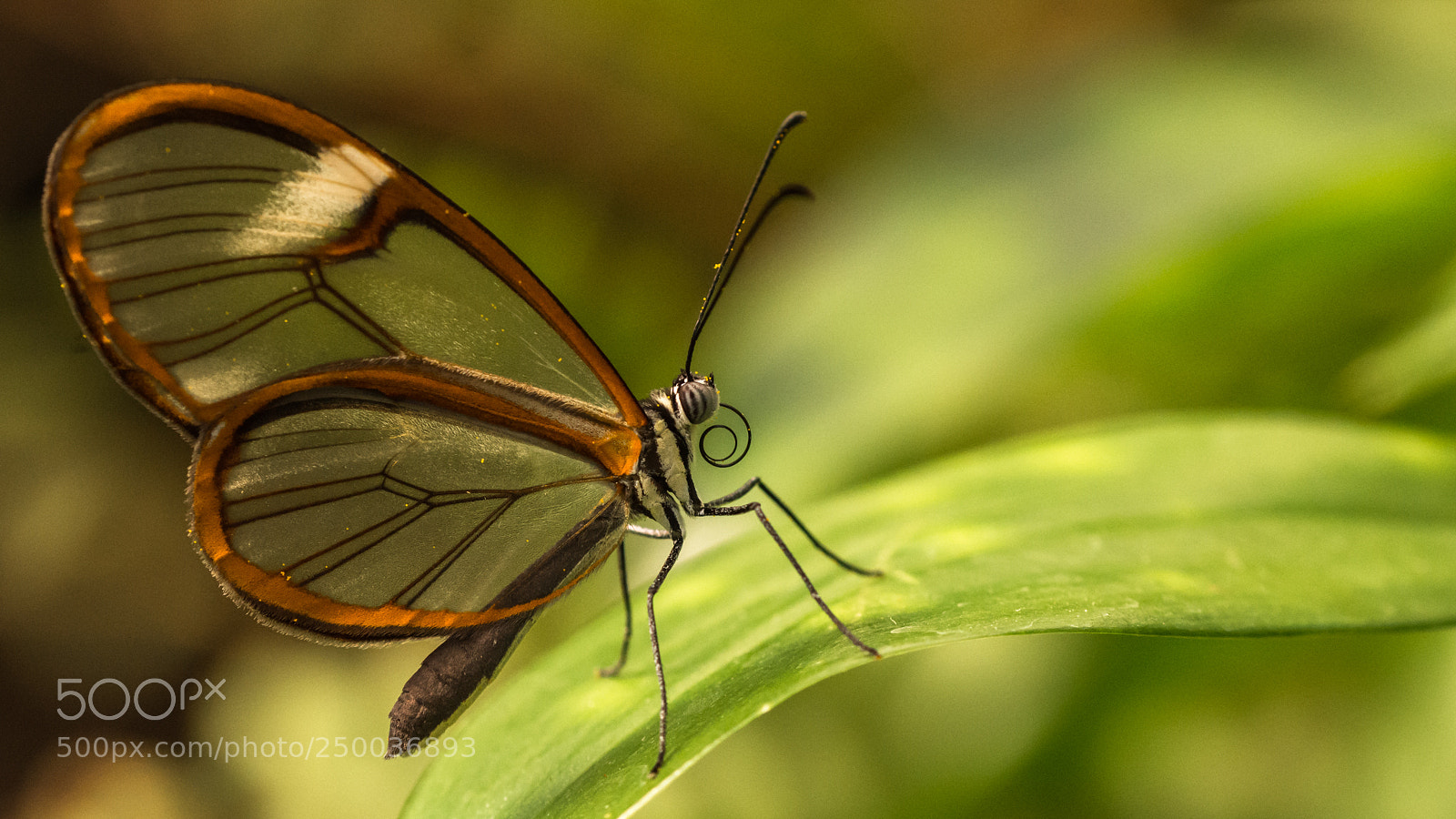 Nikon D7200 sample photo. Wings of glass photography