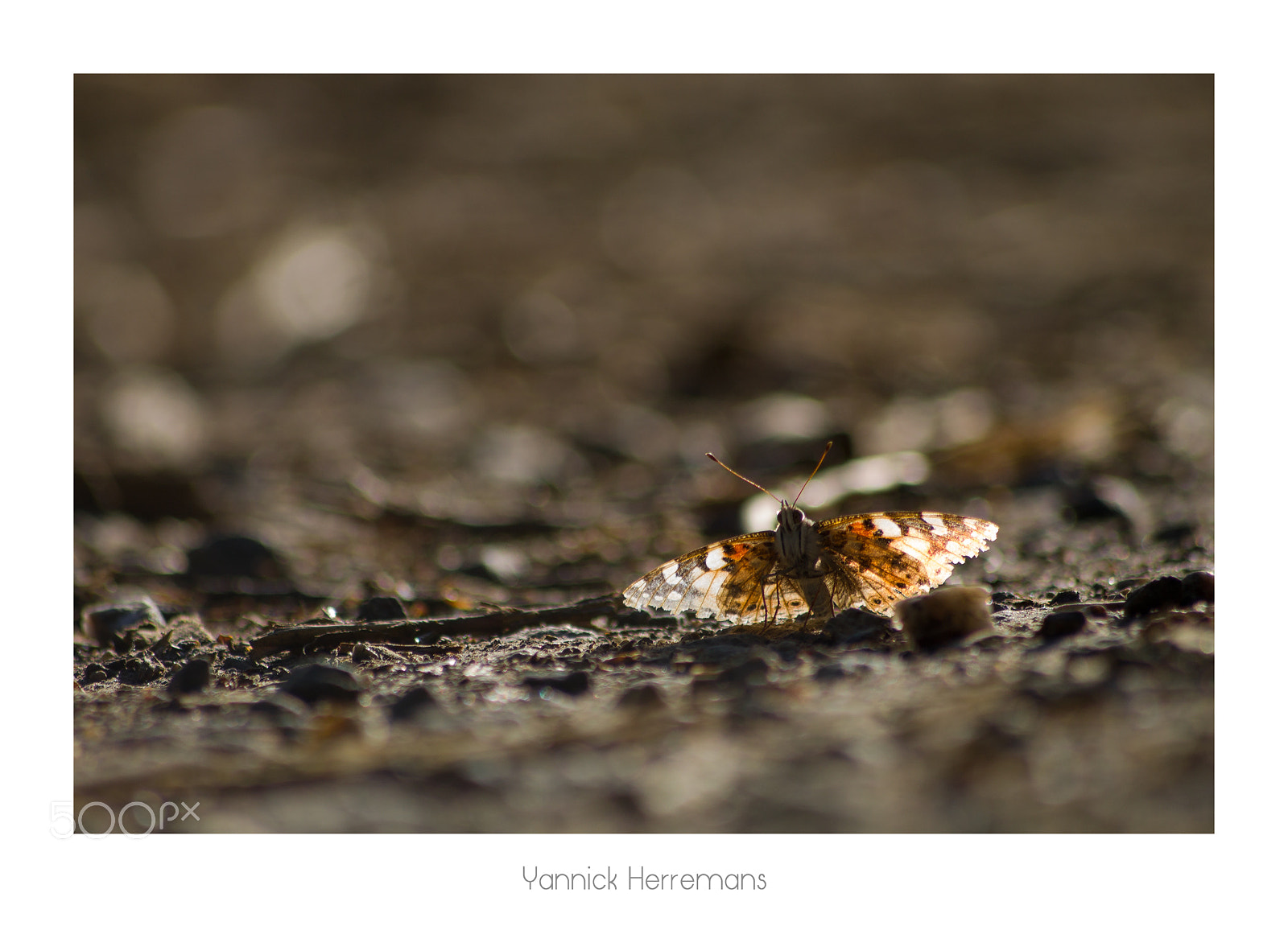 Canon EOS 1100D (EOS Rebel T3 / EOS Kiss X50) sample photo. Belle-dame / painted lady photography