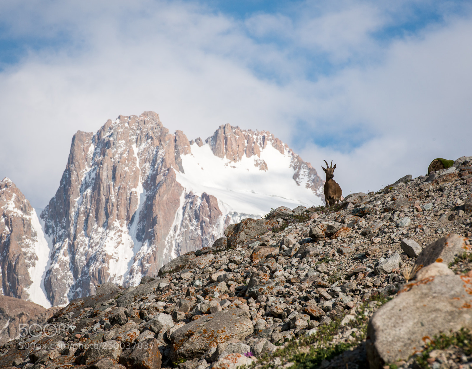 Nikon D800 sample photo. Goat on the hill photography
