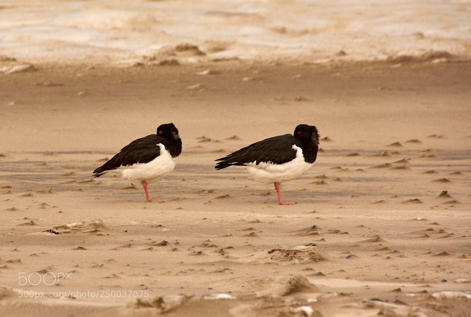 Sony SLT-A65 (SLT-A65V) sample photo. Oystercatchers looking back photography