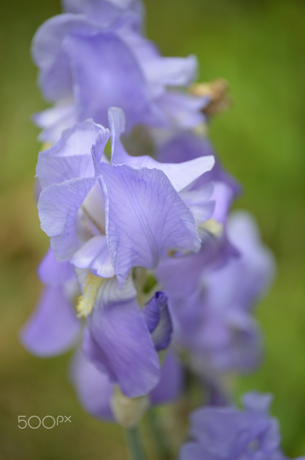 Nikon D3200 sample photo. Majestic flower with amazing detail photography