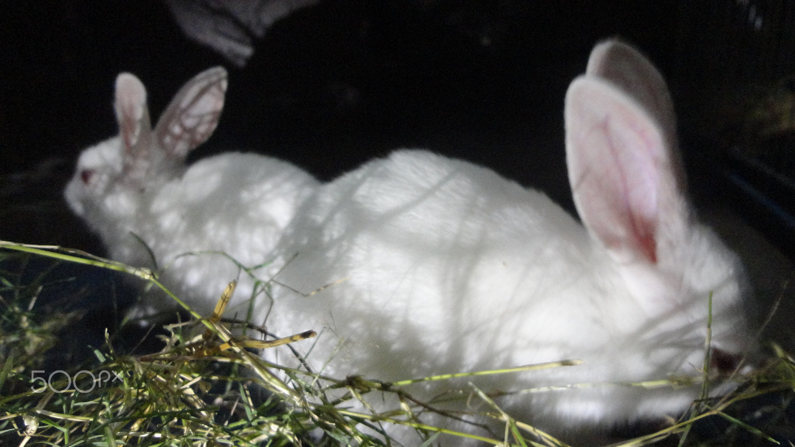 Sony Cyber-shot DSC-W570 sample photo. Rabbit photography