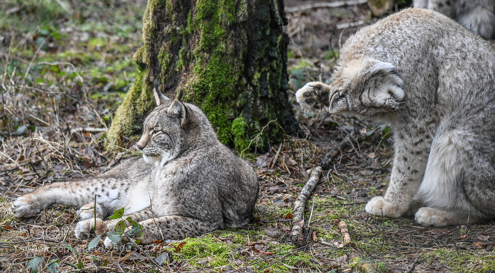 Nikon D850 sample photo. Lynx session photography