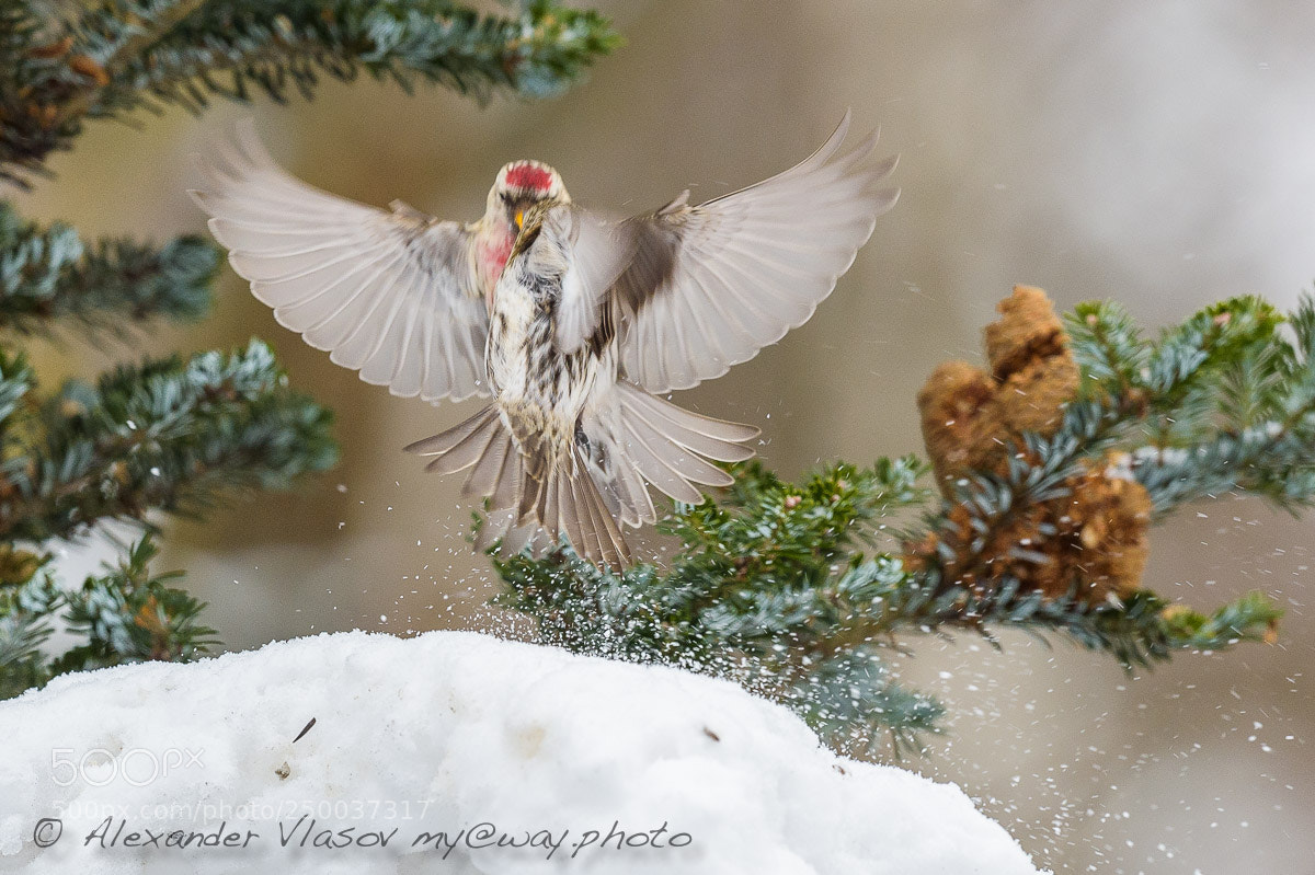 Nikon D4S sample photo. Common redpoll photography