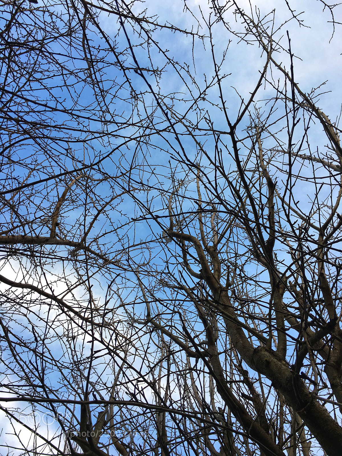 Apple iPhone 6s Plus sample photo. Trees photography