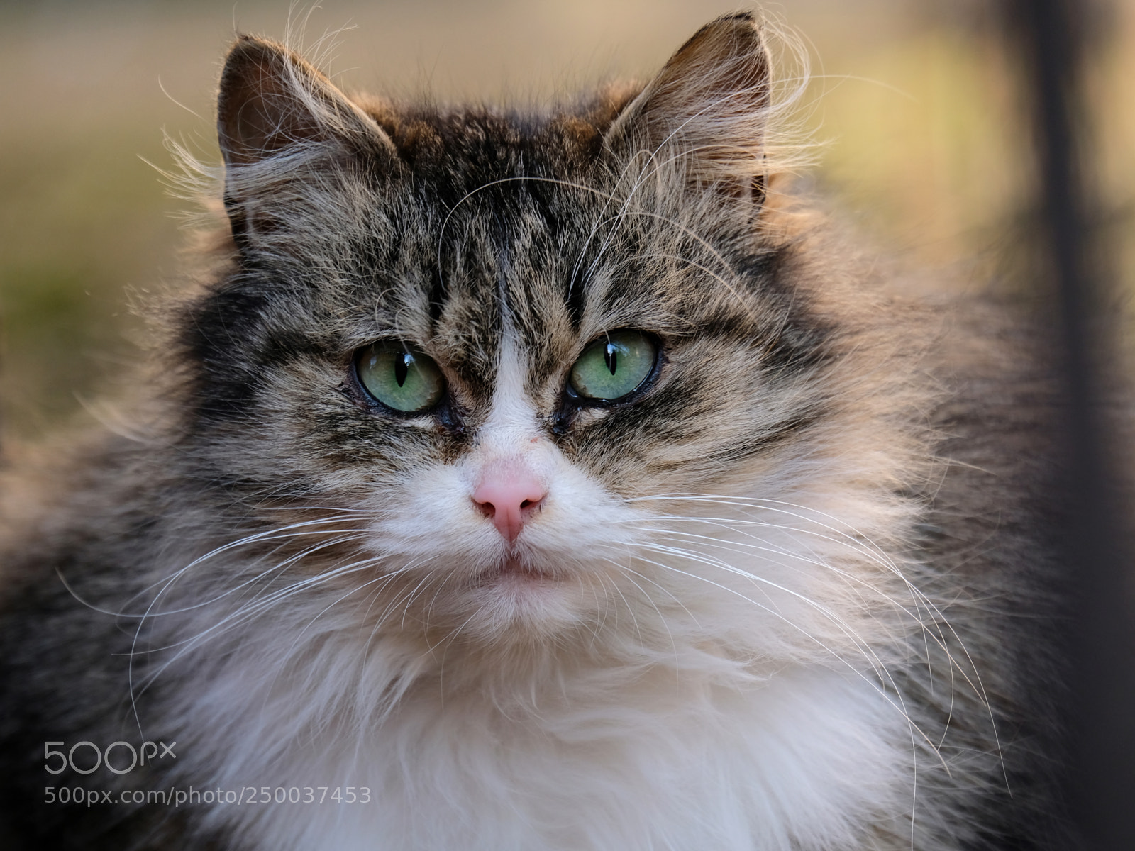Fujifilm X-T20 sample photo. Siberian cat close-up photography