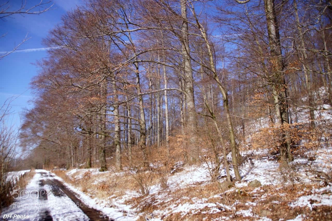 Sony ILCA-77M2 sample photo. Last winter day photography