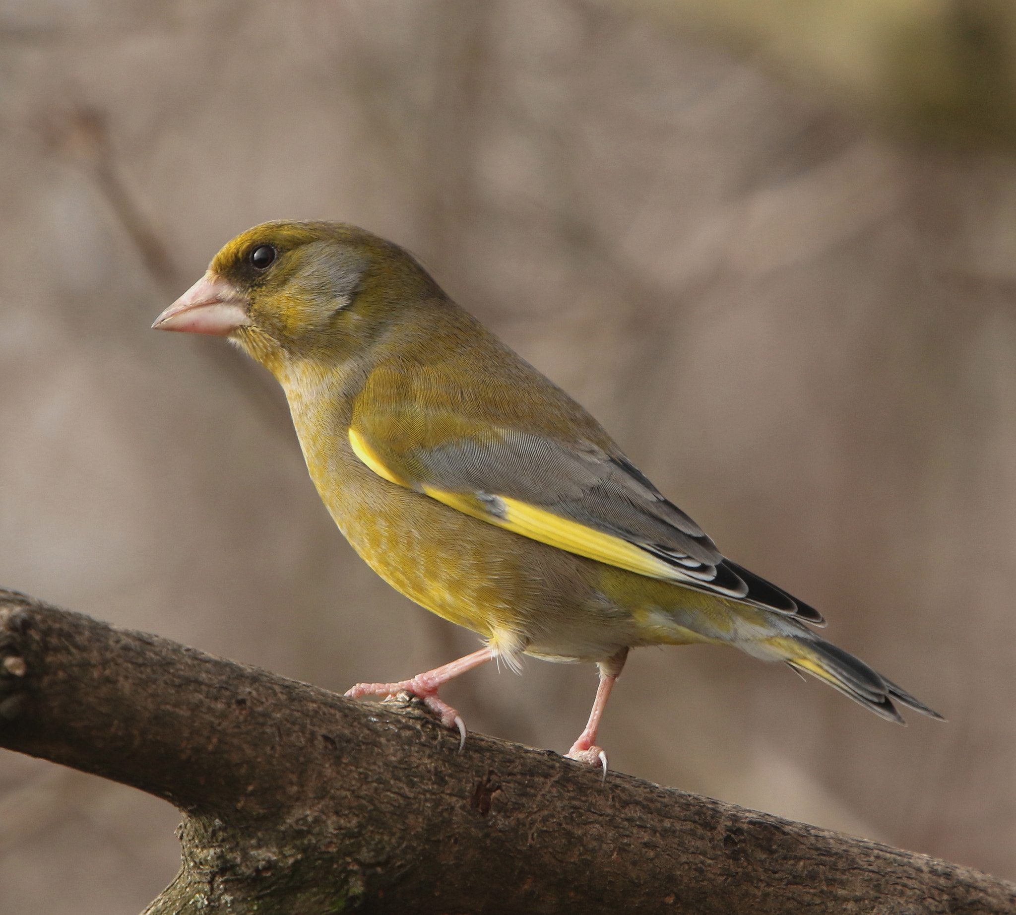 Canon EF 400mm F4.0 DO IS USM sample photo. Greenfinch photography