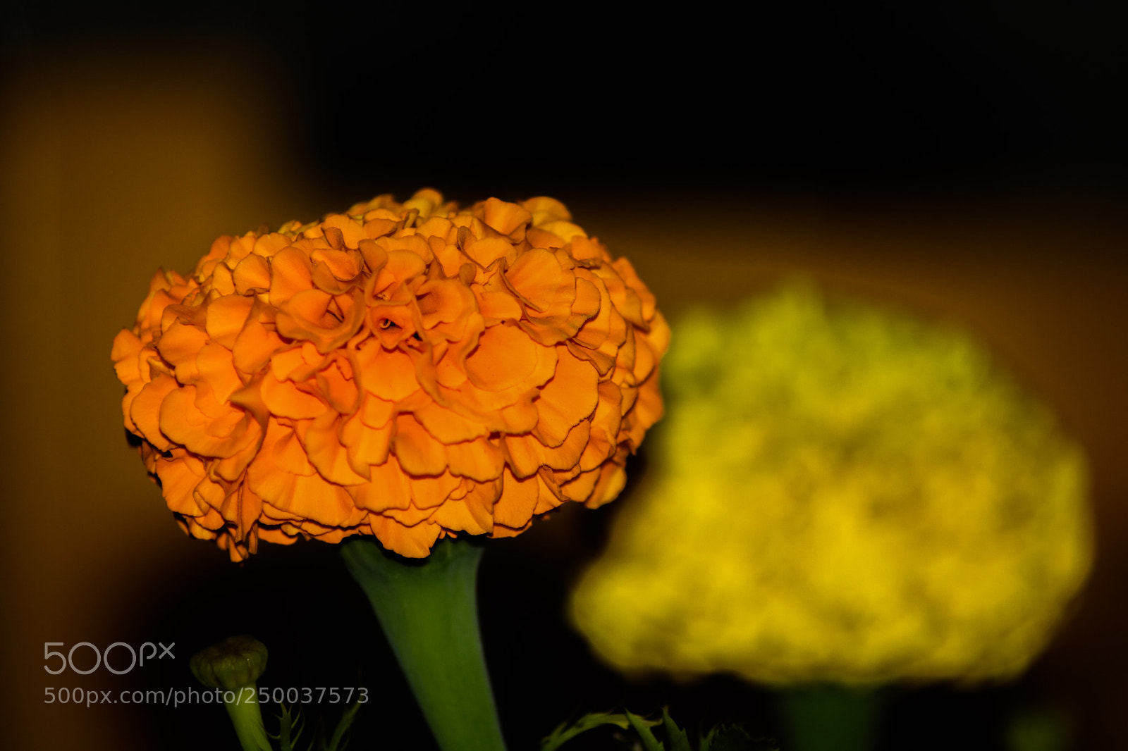 Canon EOS 750D (EOS Rebel T6i / EOS Kiss X8i) sample photo. Macro flowers photography