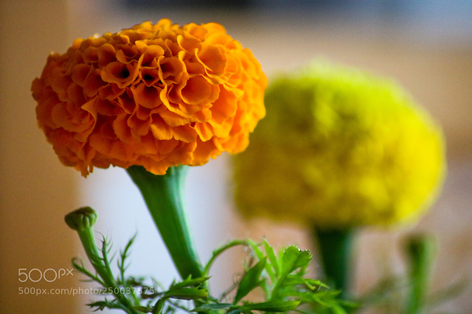 Canon EOS 750D (EOS Rebel T6i / EOS Kiss X8i) sample photo. Macro flowers photography