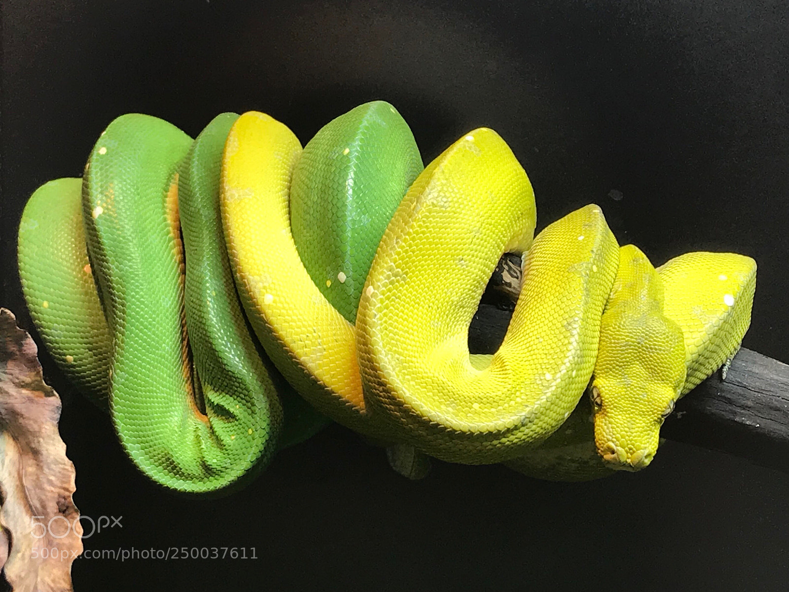 Apple iPhone 7 sample photo. Two tree pythons  photography