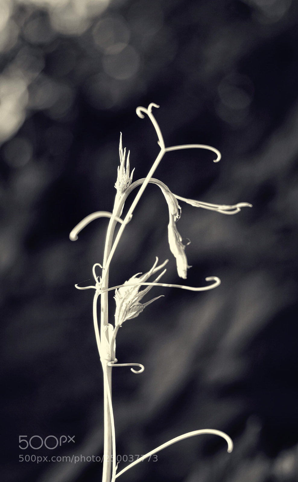 Canon EOS 50D sample photo. Untitled photography