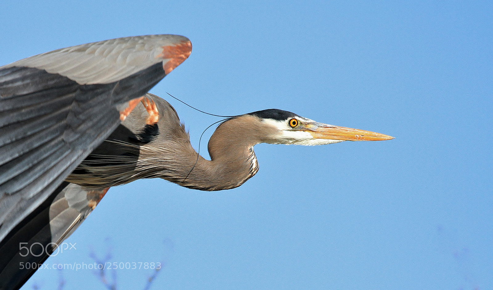 Canon EOS 7D sample photo. Avian dart photography