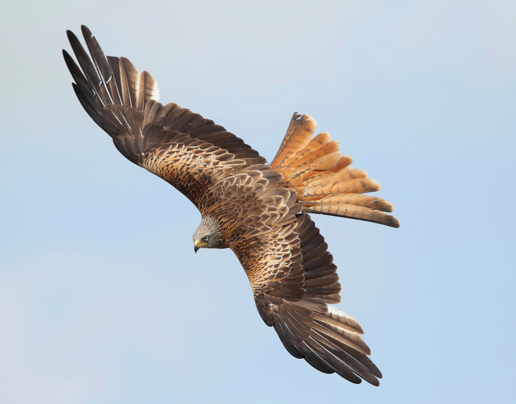 Canon EOS 7D Mark II sample photo. Red kite photography