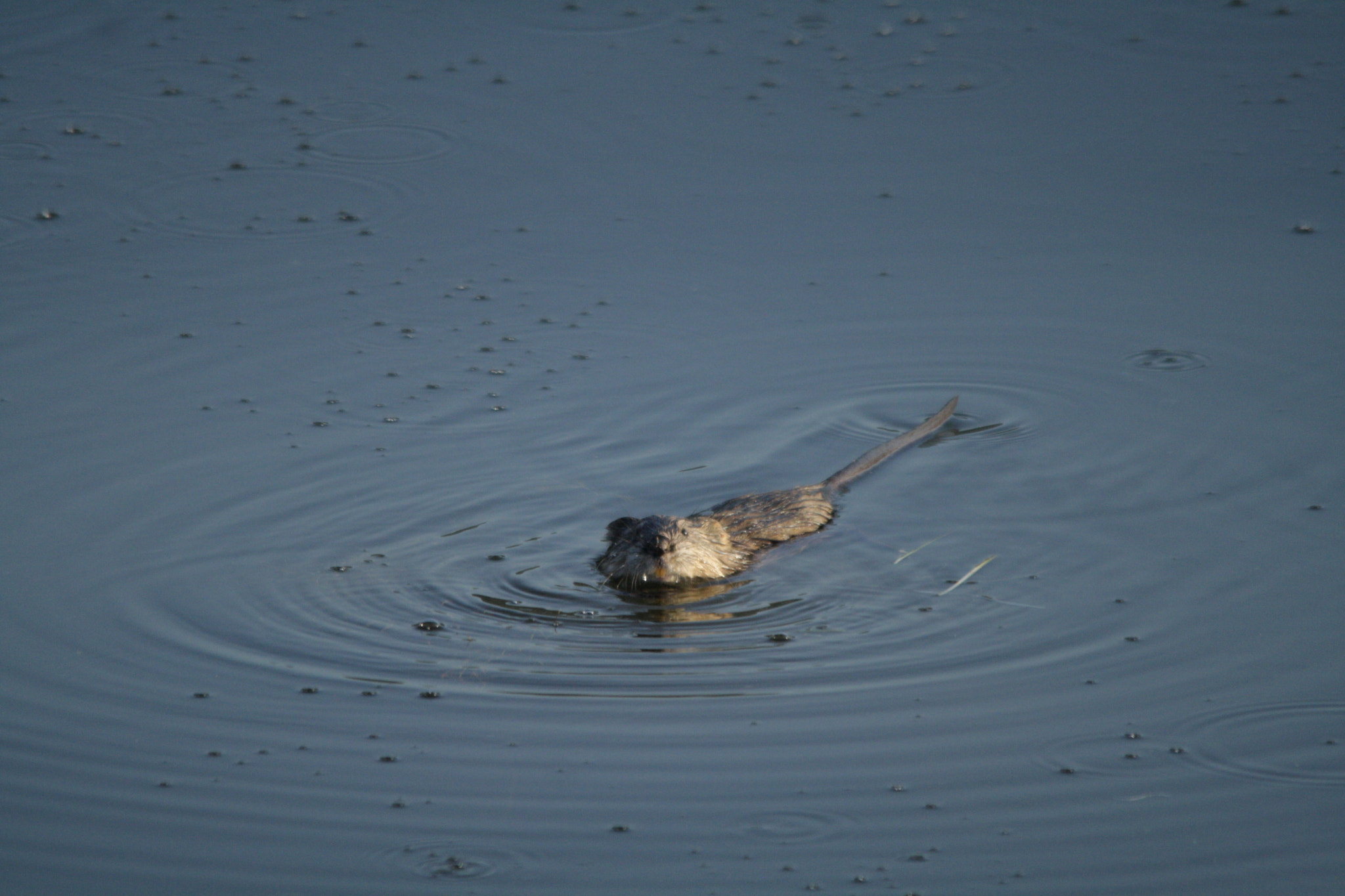 Canon EOS 1000D (EOS Digital Rebel XS / EOS Kiss F) + Sigma 150-500mm F5-6.3 DG OS HSM sample photo. A very alert beaver photography