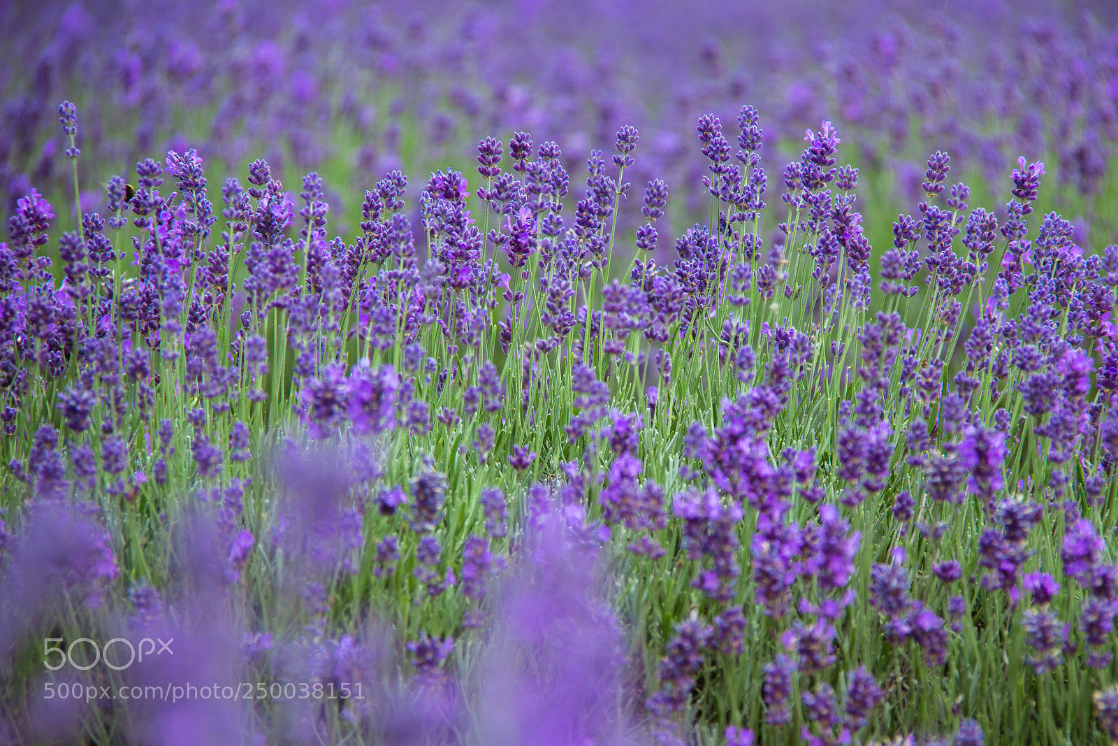 Canon EOS 60D sample photo. Lavender fields photography