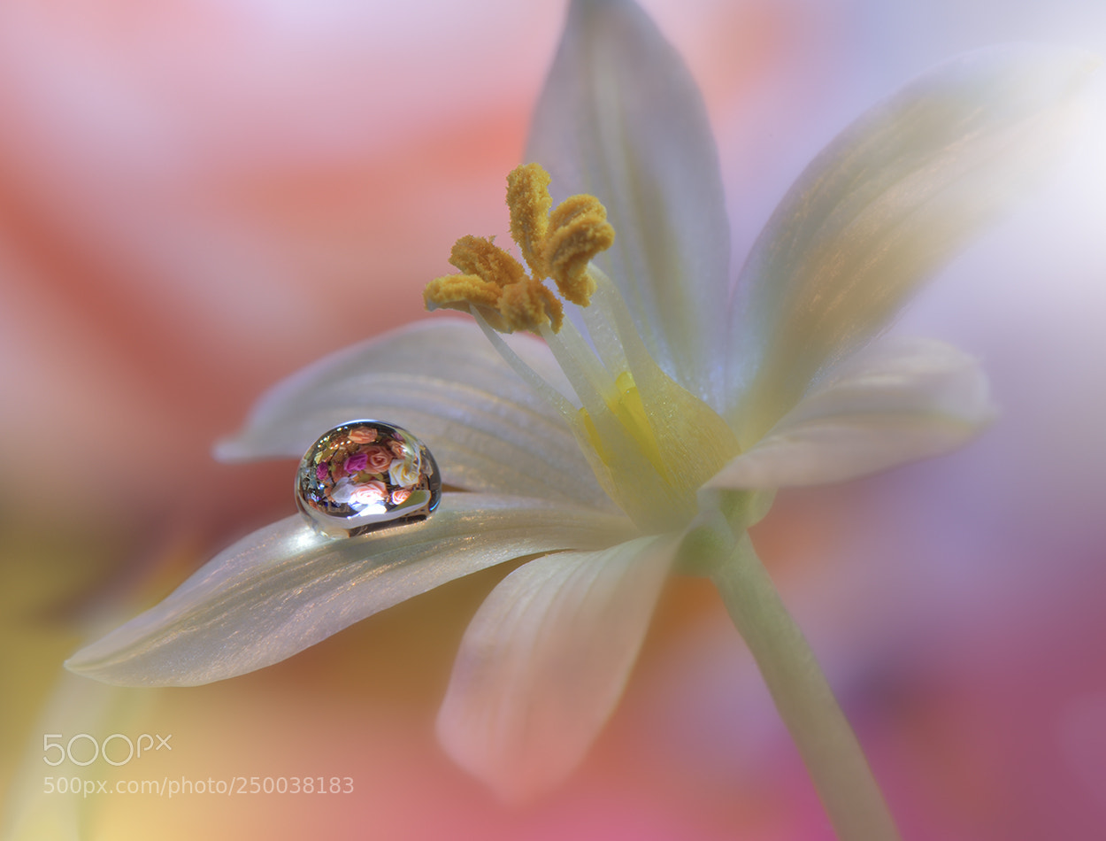 Nikon D810 sample photo. Beyond.. photography