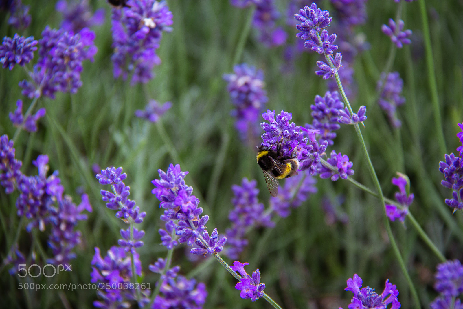 Canon EOS 60D sample photo. Lavender bumble bee photography