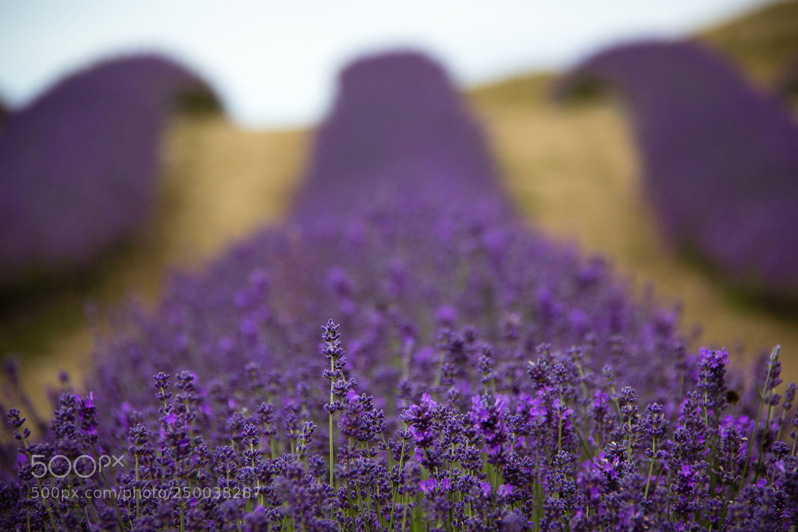 Canon EOS 60D sample photo. Lavender fields photography