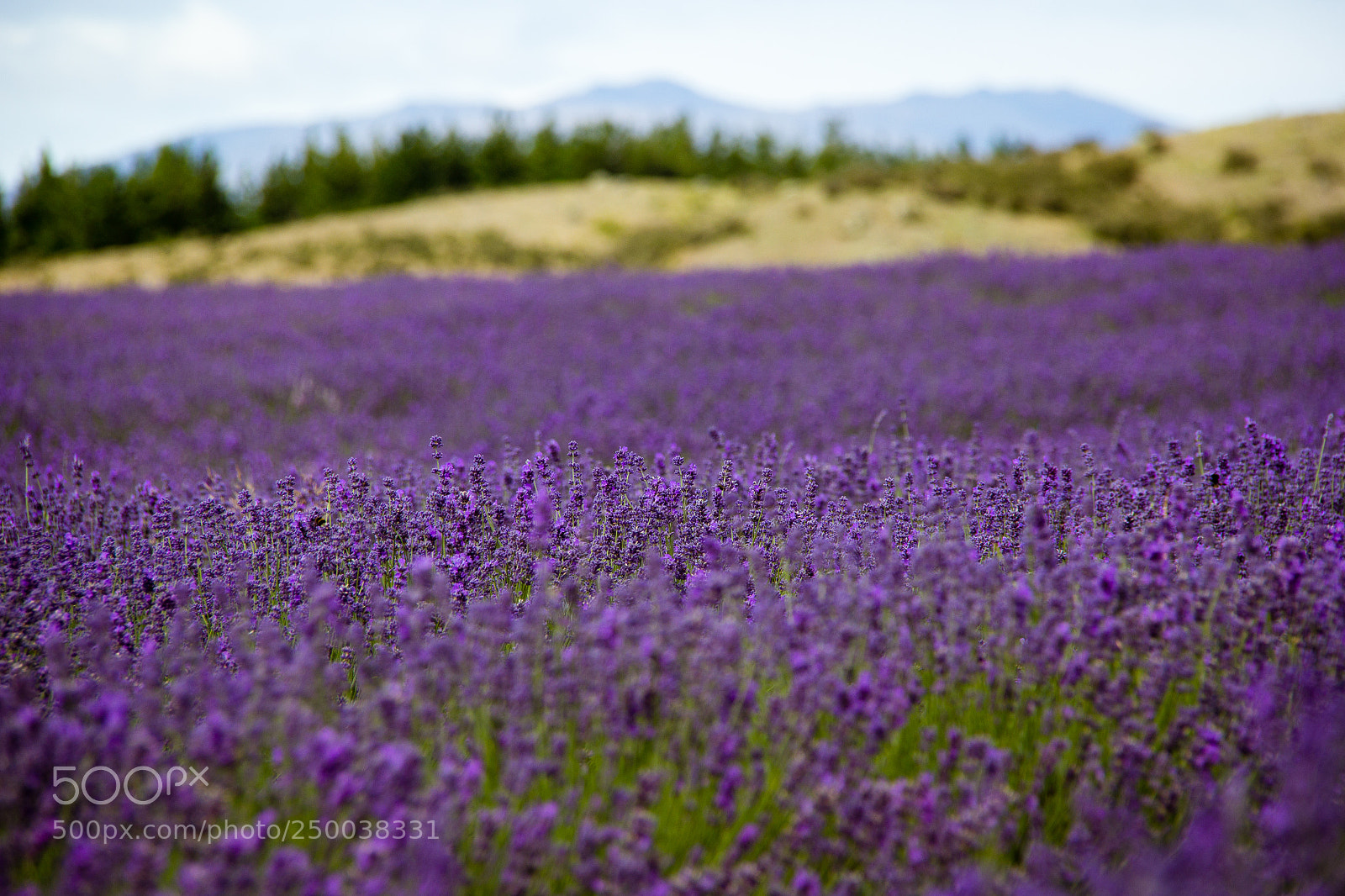 Canon EOS 60D sample photo. Lavender fields photography