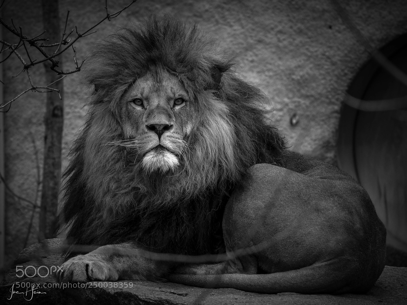 Olympus OM-D E-M5 II sample photo. L we im tierpark photography