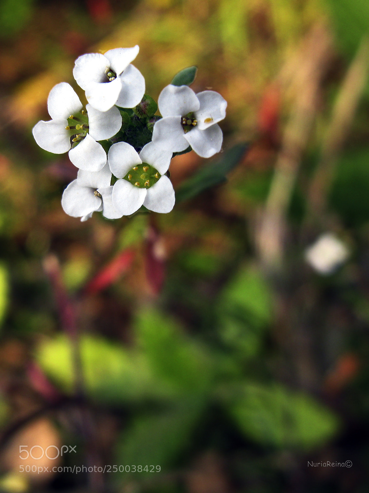 Canon POWERSHOT G9 sample photo. Small flowers photography