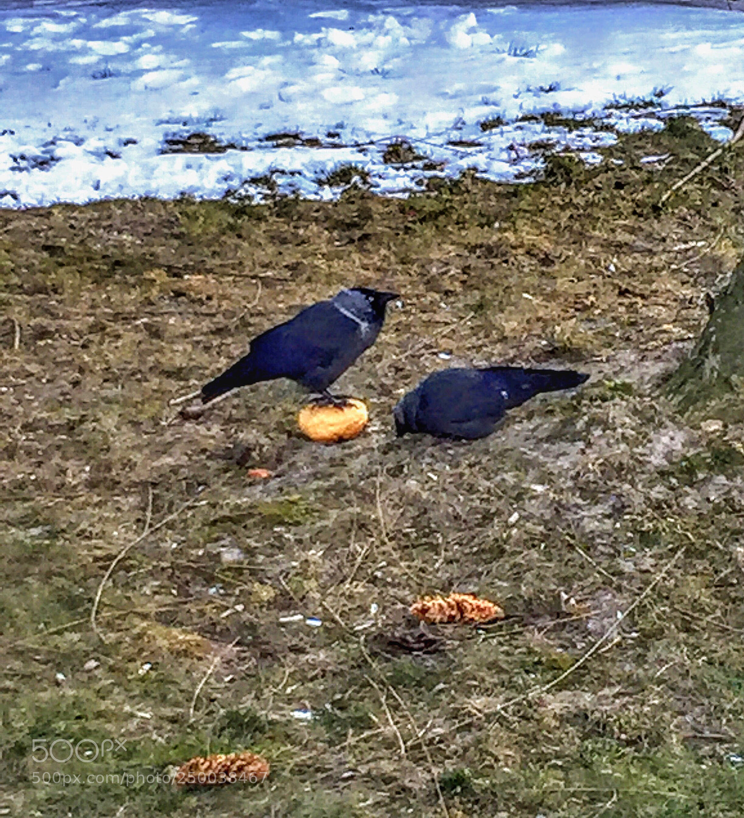 Apple iPhone 6 sample photo. Birds photography