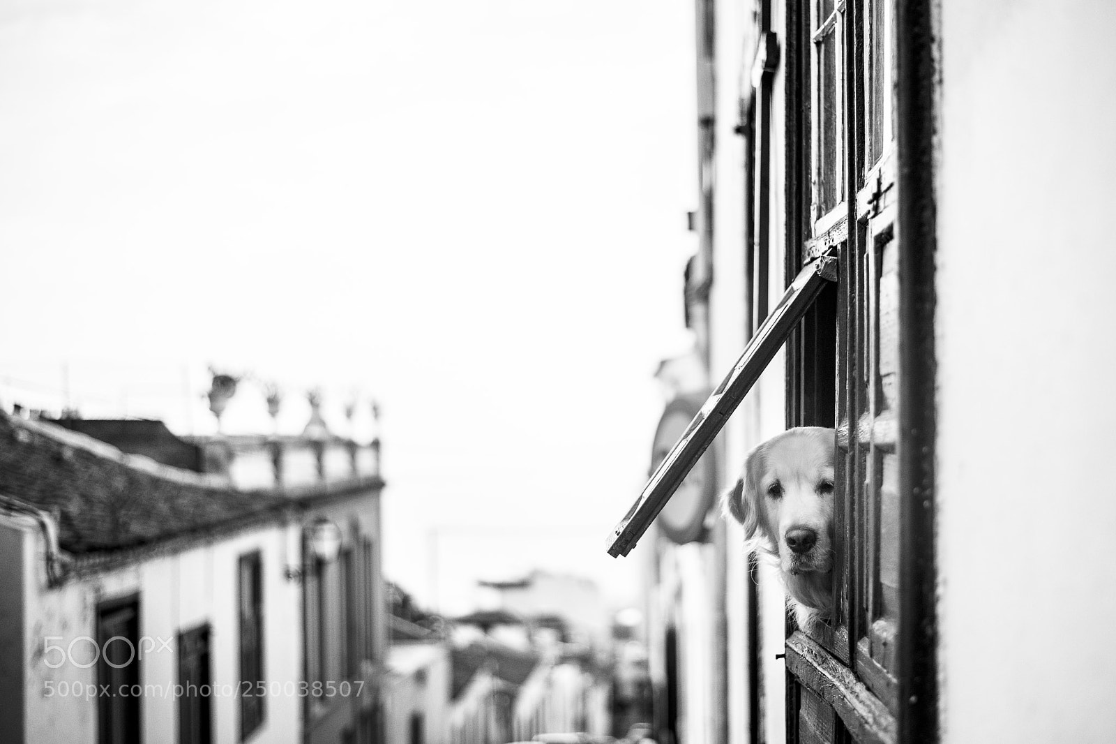 Nikon D800 sample photo. The dog photography
