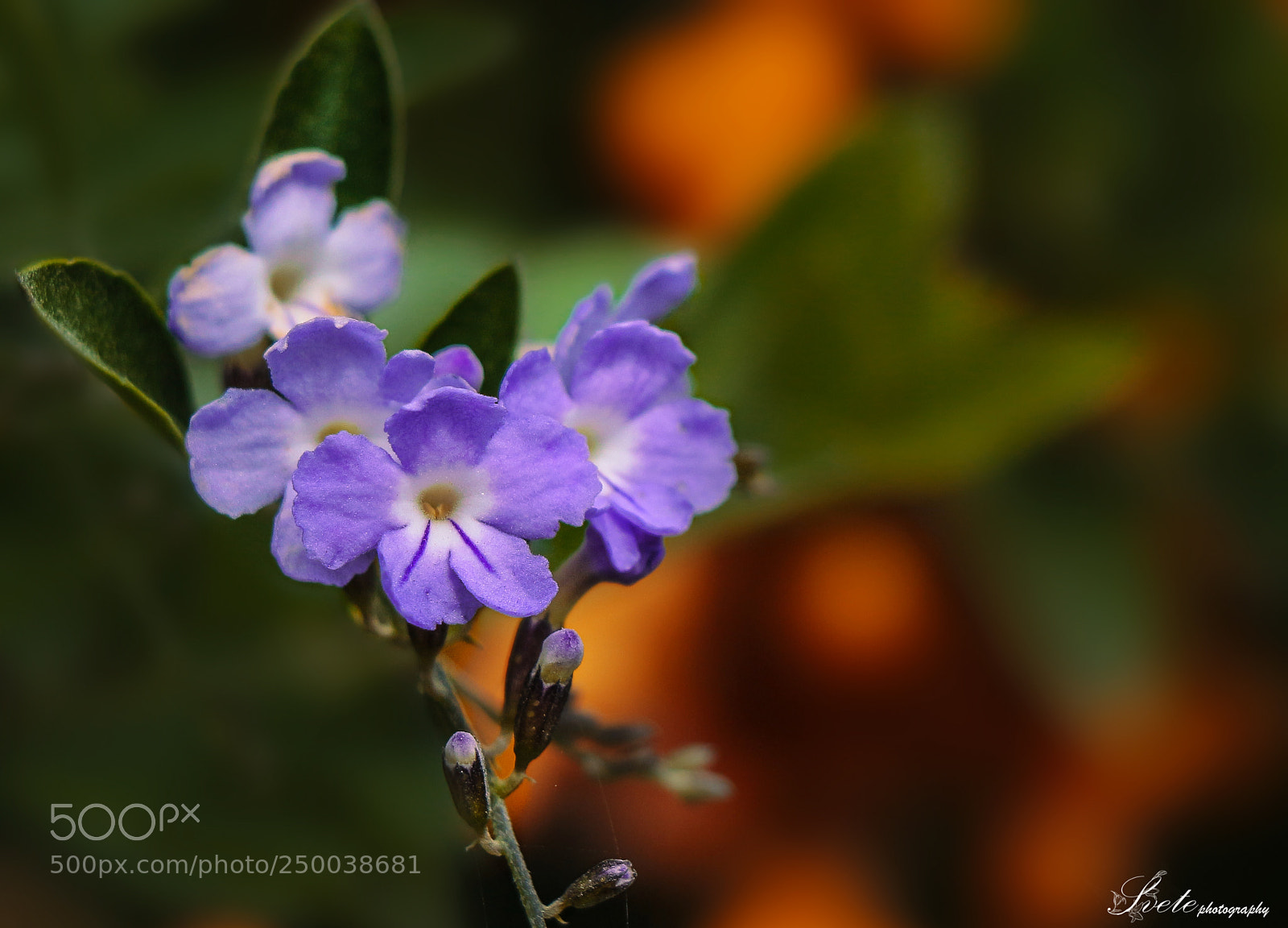 Canon EOS 700D (EOS Rebel T5i / EOS Kiss X7i) sample photo. Duranta repens photography